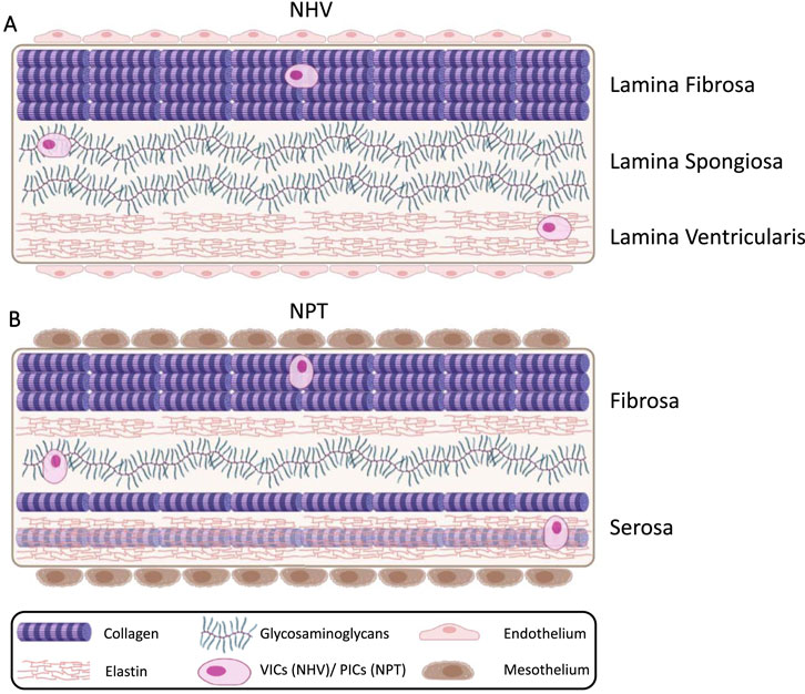 Diagram showing the structure of heart valve or pericardial tissue. Image A represents NHV with layers including Lamina Fibrosa, Lamina Spongiosa, and Lamina Ventricularis. Image B shows NPT with layers labeled as Fibrosa and Serosa. Key components include collagen, elastin, glycosaminoglycans, VICs (NHV), PICs (NPT), endothelium, and mesothelium.