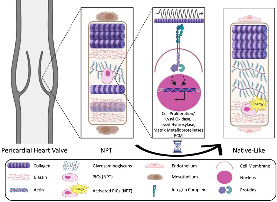 Diagram illustrating the transformation of pericardial tissue into a native-like heart valve. The left section shows a pericardial heart valve. The middle displays molecular processes including cell proliferation and ECM formation with specific proteins and enzymes. The right section depicts the transformed, native-like tissue. Annotations include components like collagen, elastin, and PICs, with a legend describing their roles.