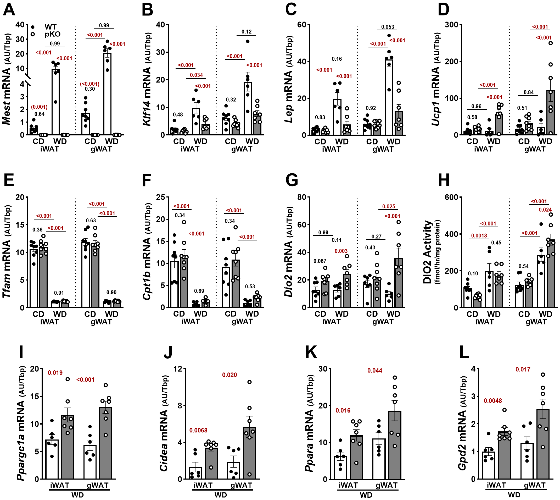 Bar graphs display mRNA expression levels for genes Mest, Klf14, Lep, Ucp1, Tfam, Cpt1b, Dio2, and DIO2 Activity across different conditions: CD iWAT, WD iWAT, CD gWAT, and WD gWAT. Statistical significance is noted above the bars. In the additional graphs (I-L), Ppargc1a, Cidea, Ppara, and Gpd2 mRNA levels are shown for WD in iWAT and gWAT. Bars compare data with significance values indicated above.