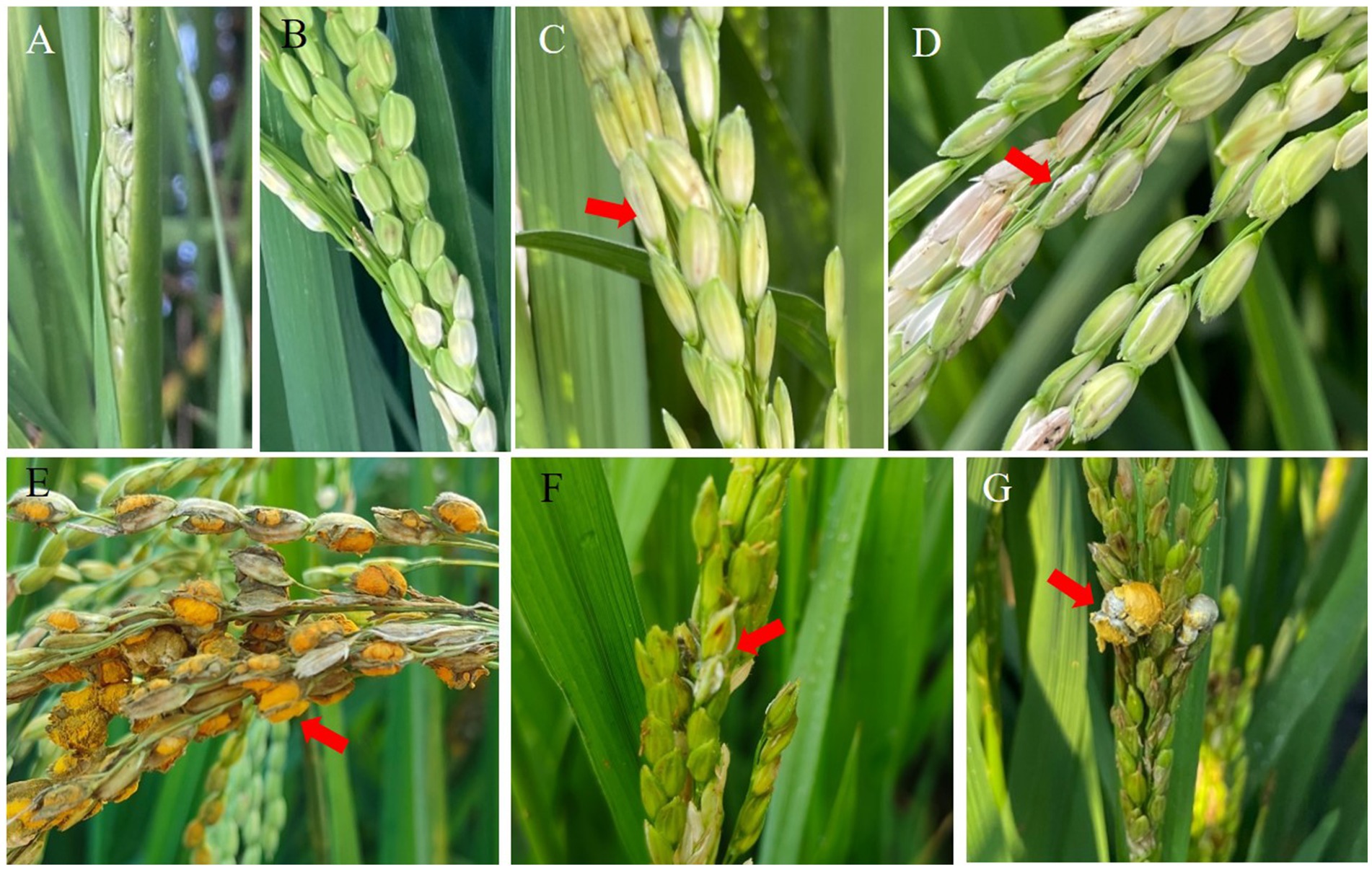 Various stages of rice plant growth and infection represented in images labeled A to G. Images A to E show symptoms of Ustilaginoidea virens infection on Guichao2. Images F to G display symptoms of Ustilaginoidea virens infection on Zhejing99 (japonica rice), highlighted with red arrows.