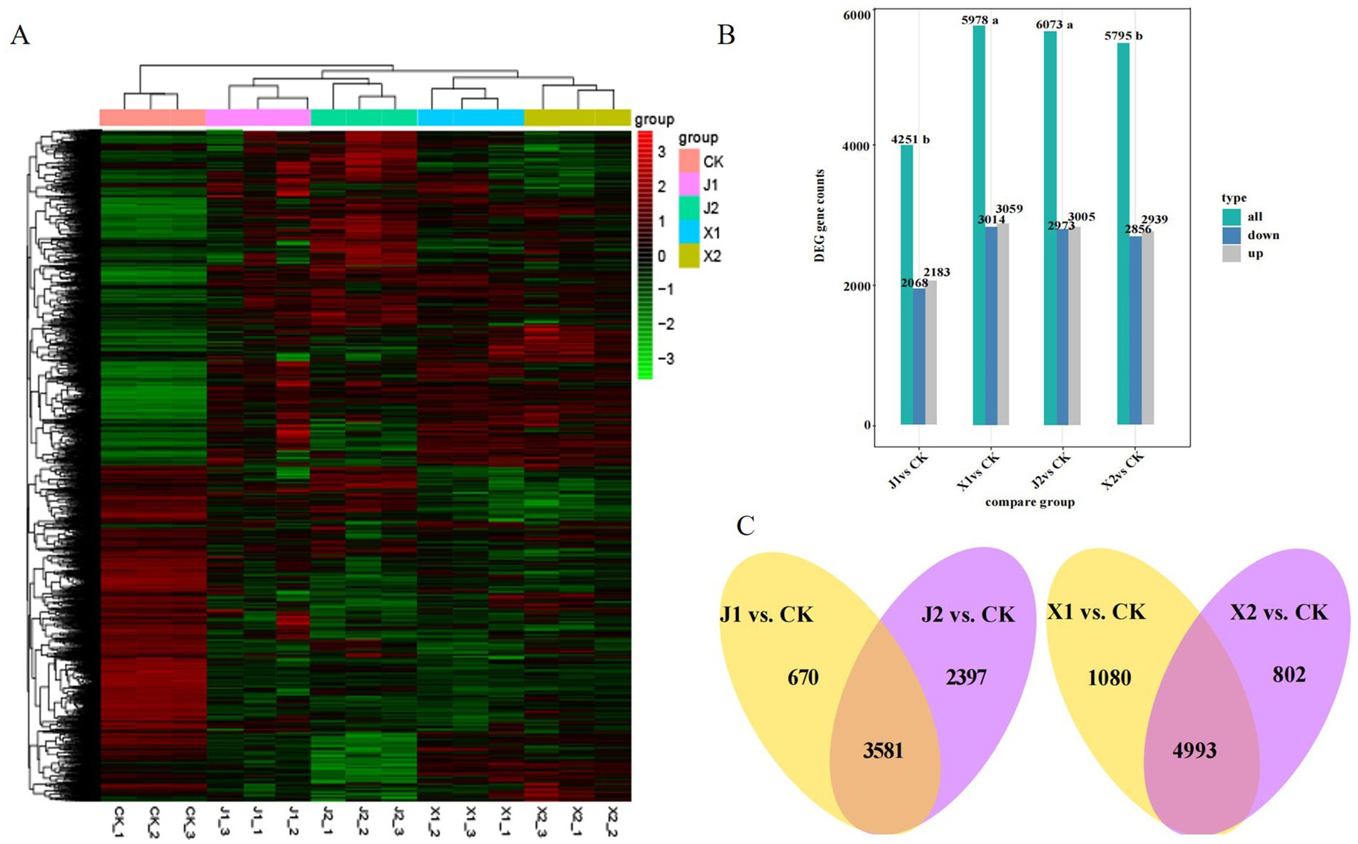 Panel A shows a heat map with hierarchical clustering of gene expression data across different groups, with colors indicating expression levels from high (red) to low (green). Panel B displays a bar chart comparing the counts of differentially expressed genes (DEGs) across groups, with bars distinguished by type: all, downregulated, and upregulated. Panel C features Venn diagrams illustrating the overlap of DEGs between specific group comparisons, with numbers indicating gene counts in overlapping and unique areas.