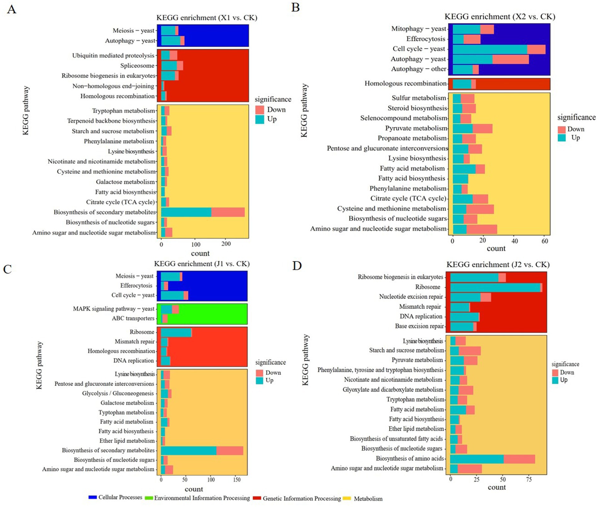 Bar charts labeled A, B, C, and D showing KEGG pathway enrichment comparisons. Each chart has pathways on the y-axis and count on the x-axis. They highlight significant up and down regulation with red and blue bars, respectively. Pathways are grouped into Cellular Processes, Environmental Information Processing, Genetic Information Processing, and Metabolism, each represented by different colors.