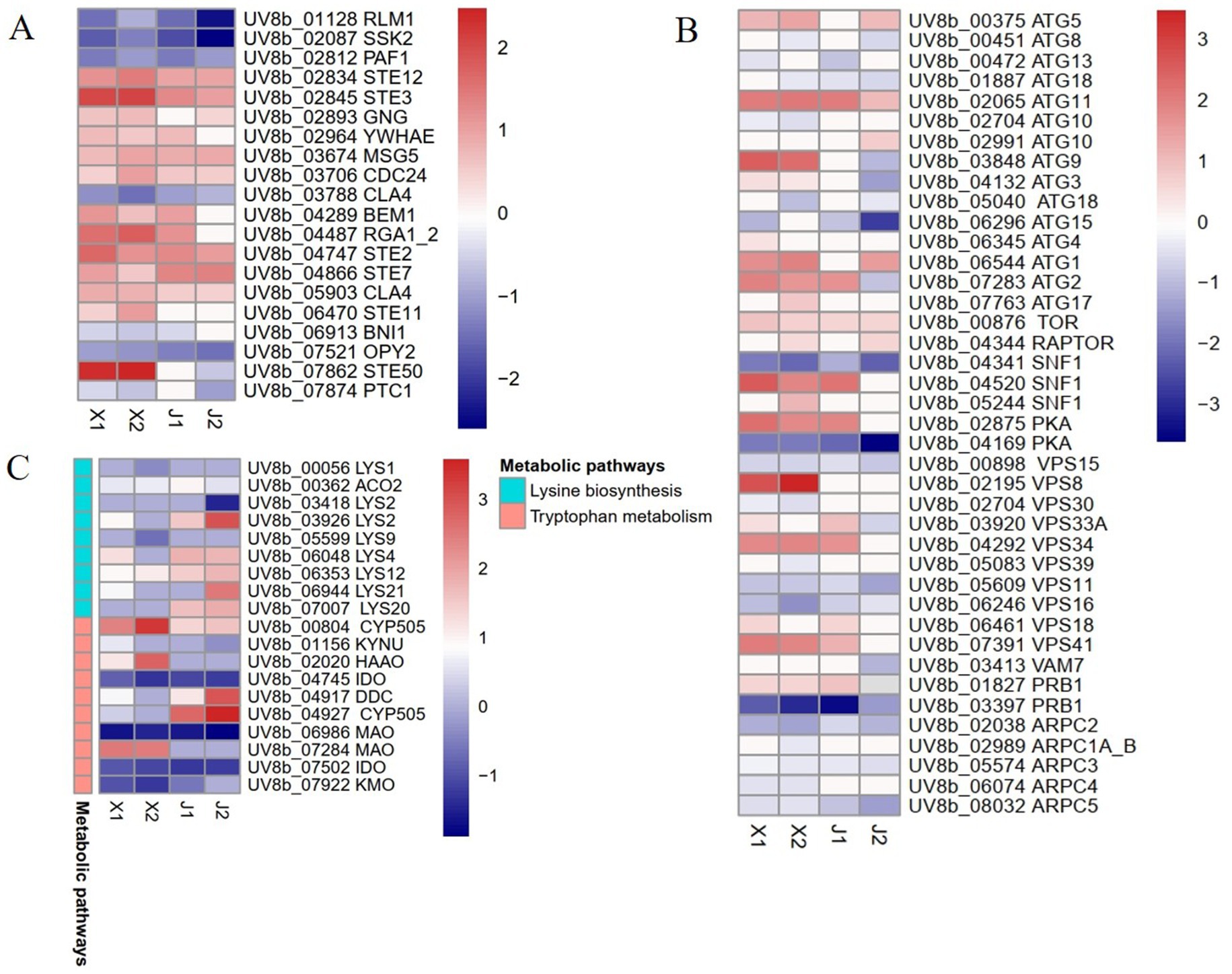 Heat maps labeled A, B, and C show gene expression levels using color gradients from blue to red, representing a range from low to high expression. The maps display specific genes on the Y-axis, with conditions X1, X2, J1, and J2 on the X-axis. Each section includes a legend indicating metabolic pathways, highlighting lysine biosynthesis and tryptophan metabolism.