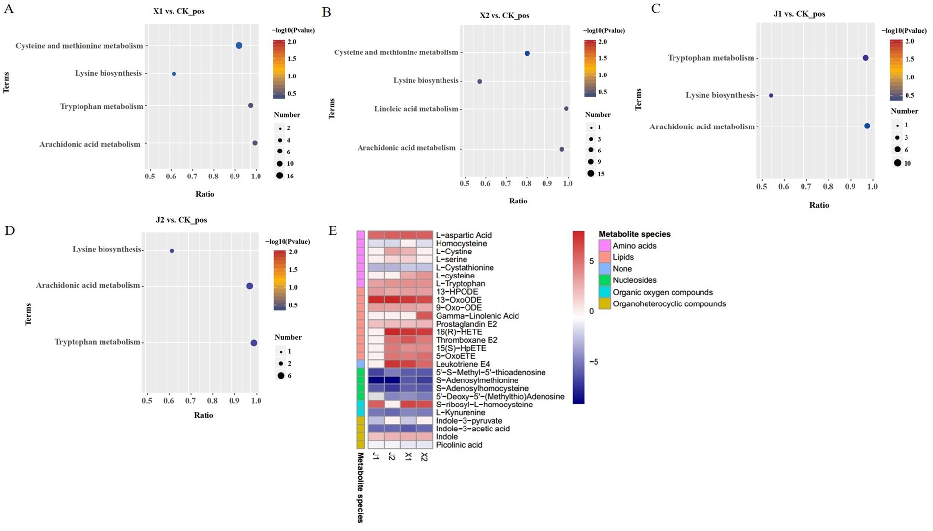 Five panels display metabolic data. Panels A to D show bubble plots comparing metabolic pathways with varying ratios and p-values for different groups labeled X1, X2, J1, and J2 versus CK_pos. Each pathway is represented by a bubble, with size indicating the number of involved metabolites. Panel E presents a heatmap of various metabolites, categorized by species such as amino acids, lipids, and nucleosides, with color intensity depicting their abundance levels.
