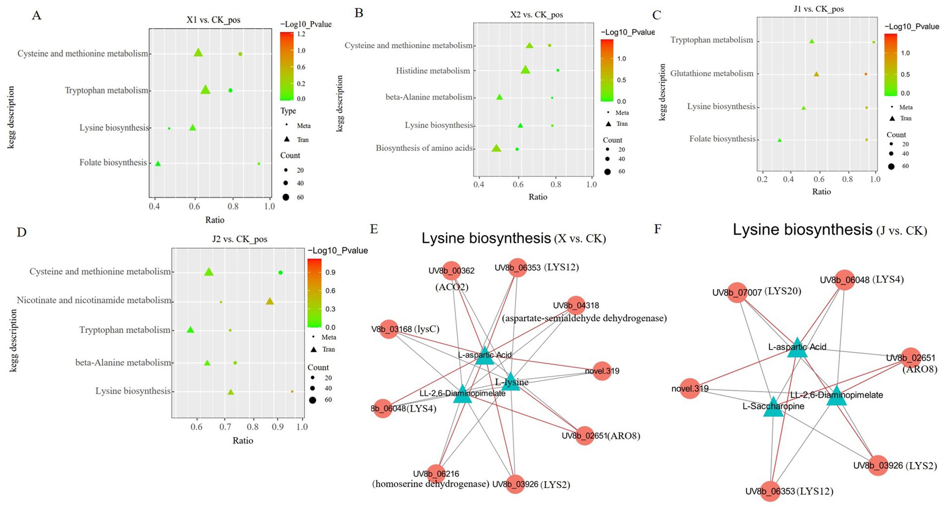 Six-panel image showing bubble plots and network maps. Panels A to D depict metabolic pathway analyses with bubble plots showing KEGG pathway enrichment for different comparisons (X1, X2, J1, J2 vs. CK) with color indicating -log10 P-values, shape differentiating between meta and tran types, and size representing count. Panels E and F present network maps of lysine biosynthesis pathways for X vs. CK and J vs. CK, respectively, illustrating connections between metabolic components such as L-aspartic acid and L-lysine, with nodes representing different enzymes and compounds.