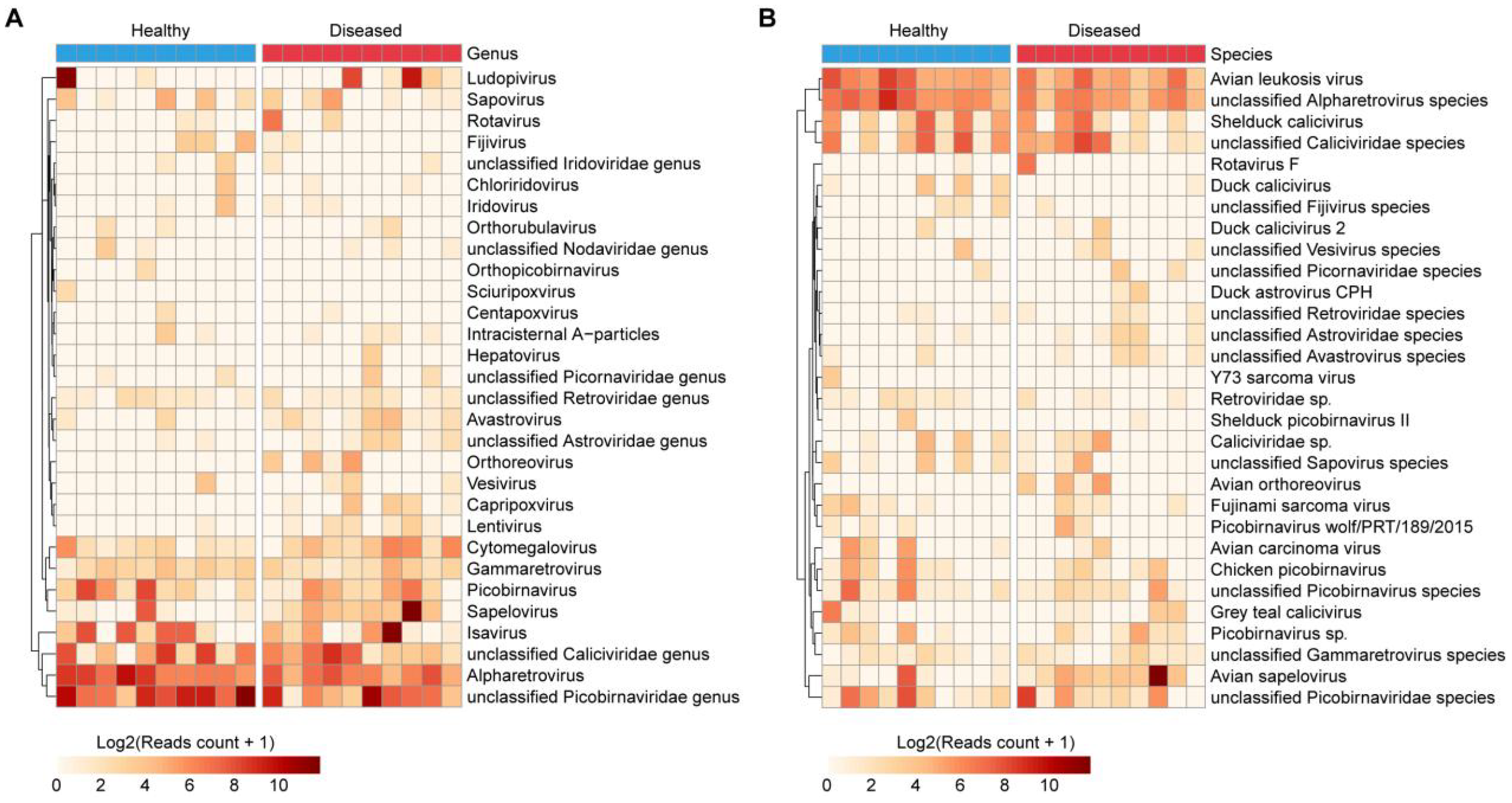 Heatmaps labeled A and B compare viral genera and species abundance between healthy and diseased subjects. Each row represents a genus or species, and each column represents a sample, with colors indicating log2-transformed read counts from low (light) to high (dark). Panel A focuses on genera, while panel B depicts species, highlighting differences in viral presence between the two groups.