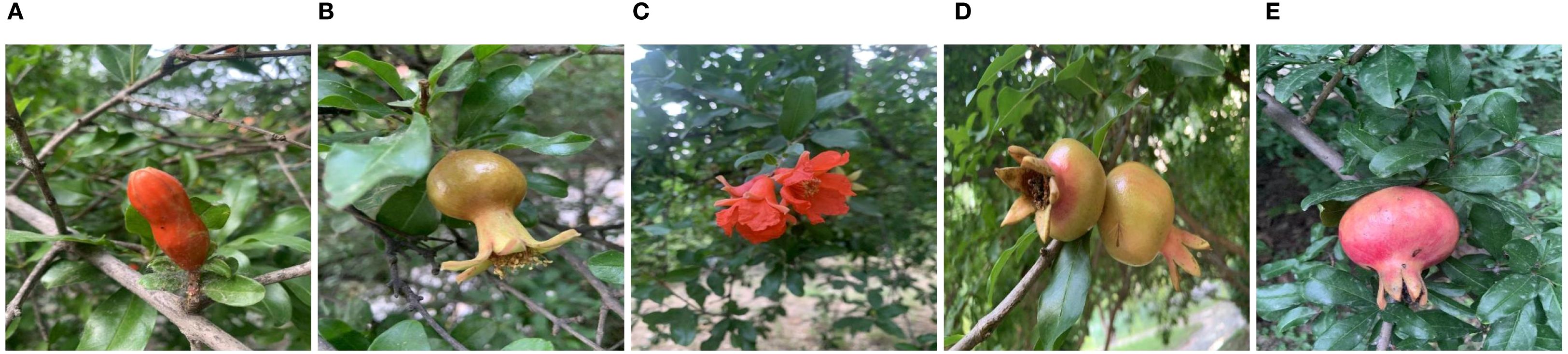Panel A shows an immature pomegranate bud on a branch. Panel B depicts a young pomegranate fruit beginning to form. Panel C displays a vibrant red pomegranate flower. Panel D features two slightly larger, developing pomegranates. Panel E presents a mature pomegranate with a reddish exterior on the branch.