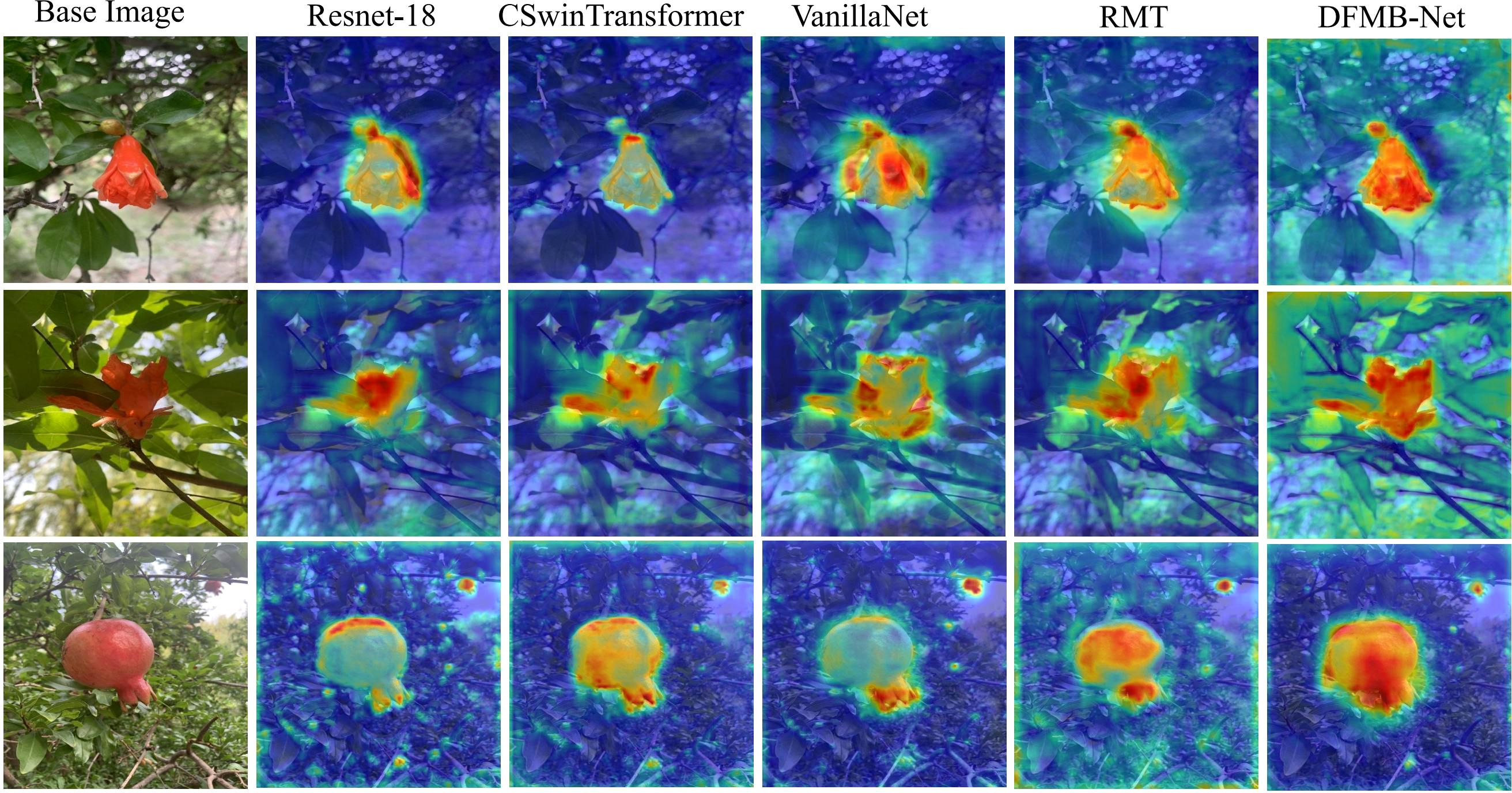 A grid showing images of flowers and a fruit on trees, each in a column labeled “Base Image,” “Resnet-18,” “CSWinTransformer,” “VanillaNet,” “RMT,” and “DFMB-Net.” The first column shows the original images, and the others contain heatmap overlays highlighting areas of attention in various neural networks. Each network emphasizes different parts of the flowers and fruit using varying intensity of colors from blue to red.