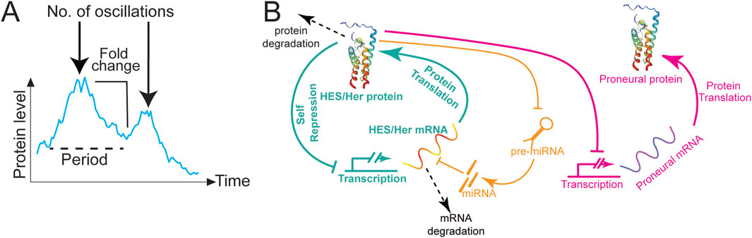 Two-part image. Part A: Graph depicting protein level changes over time with oscillations, highlighting fold change and period. Part B: Diagram illustrating protein translation and degradation pathways involving HES/Her protein, mRNA, and proneural protein, with arrows showing transcription and repression processes.