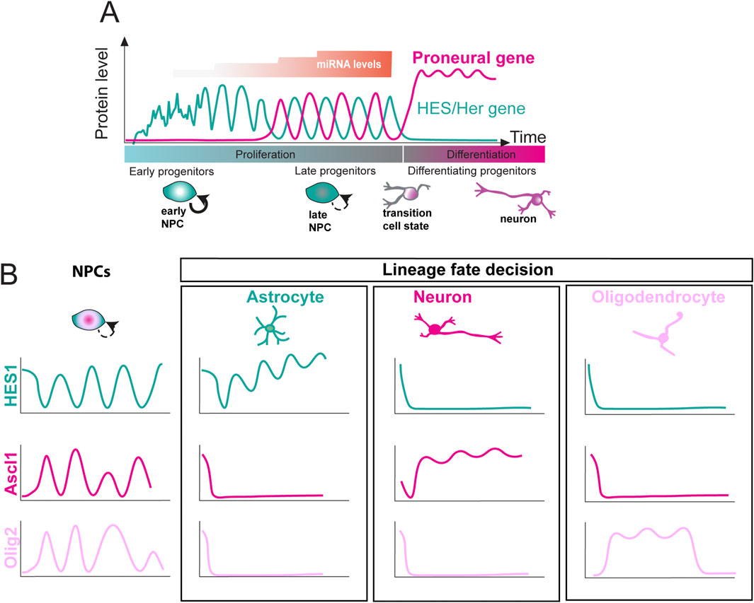 Diagram illustrating protein levels in neural progenitor cells (NPCs) and lineage fate decisions over time. Panel A shows oscillating HES/Her and proneural gene levels during NPC proliferation and differentiation. Panel B depicts HES1, Ascl1, and Olig2 expression patterns in NPCs and their differentiation into astrocytes, neurons, and oligodendrocytes, highlighting changes in protein levels across cell types.