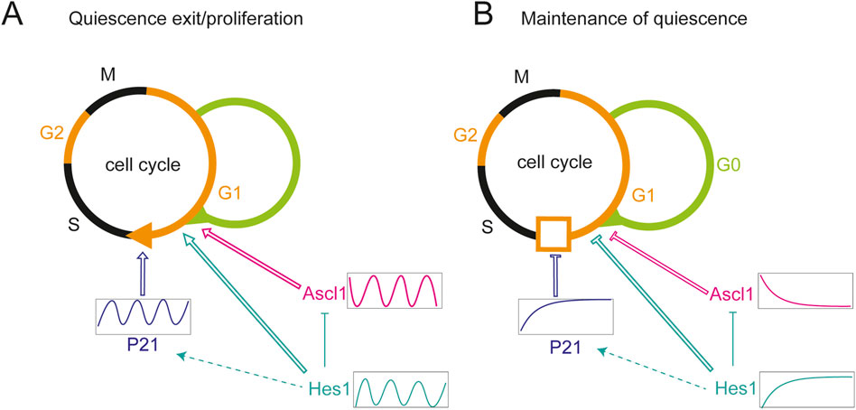 Diagram showing two processes related to the cell cycle. Panel A depicts quiescence exit/proliferation, with arrowed feedback loops involving P21, Ascl1, and Hes1, indicating oscillating patterns. Panel B illustrates maintenance of quiescence, with the cell cycle blocked at G1 and feedback loops showing stable and declining trends for P21, Ascl1, and Hes1.