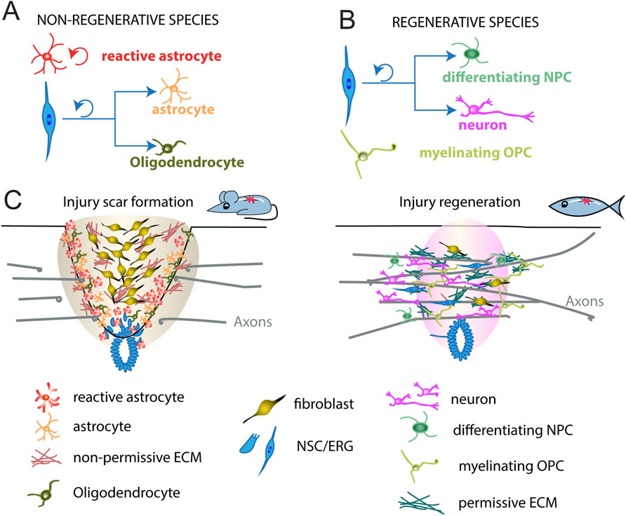 Diagram comparing non-regenerative and regenerative species in response to injury. Panel A (non-regenerative) shows reactive astrocytes, astrocytes, and oligodendrocytes. Panel B (regenerative) shows differentiating NPCs, neurons, and myelinating OPCs. Panel C contrasts injury scar formation in non-regenerative species with injury regeneration in regenerative species, illustrated with a mouse and fish. Various cell types and components are labeled, including fibroblasts, NSC/ERG, and extracellular matrices.