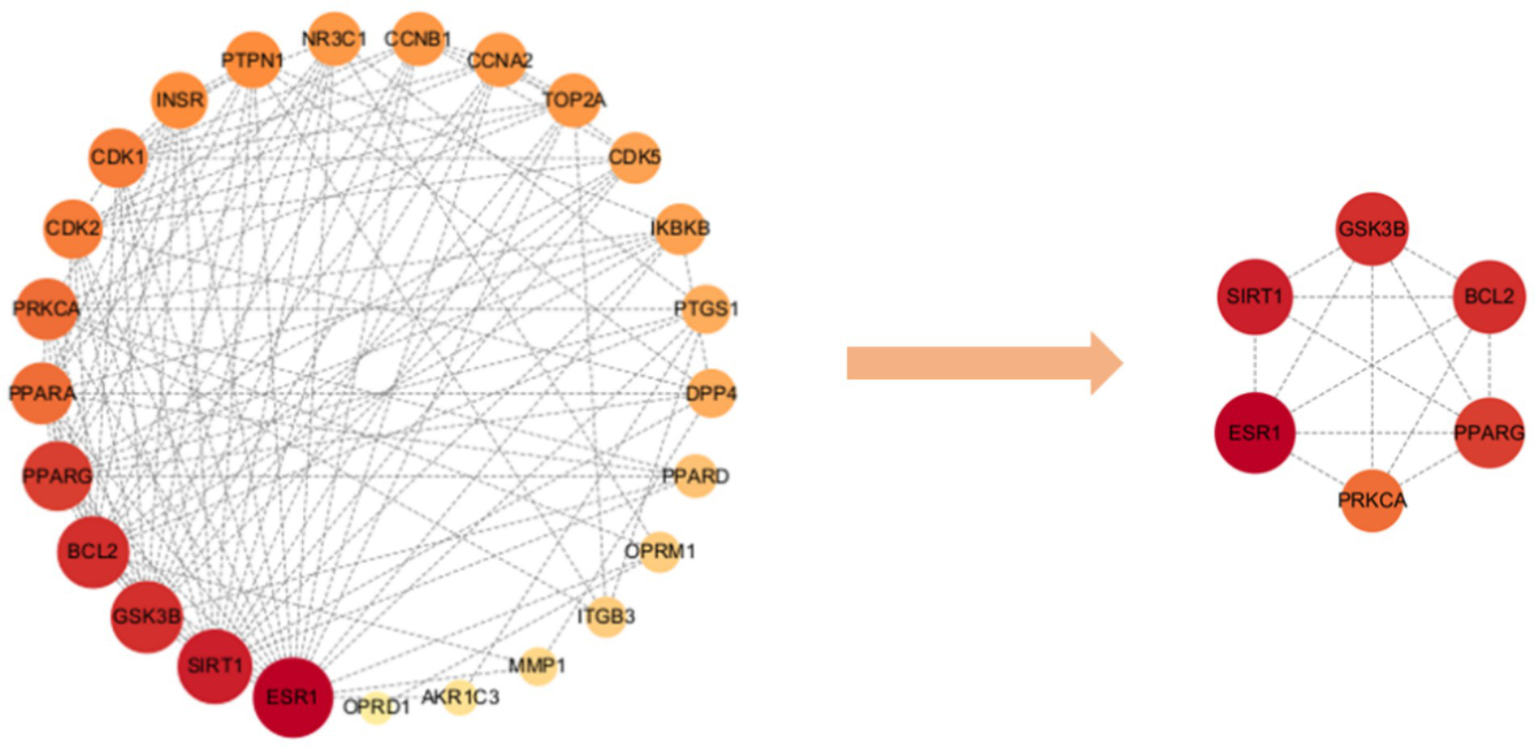 Network diagram showing a large, complex interaction of nodes on the left with orange to red gradients representing various elements like INSR, CDK1, and ESR1. An arrow points to a simplified, smaller network on the right with six key nodes labeled GSK3B, BCL2, PPARG, PRKCA, SIRT1, and ESR1. Lines connect all nodes indicating relationships.