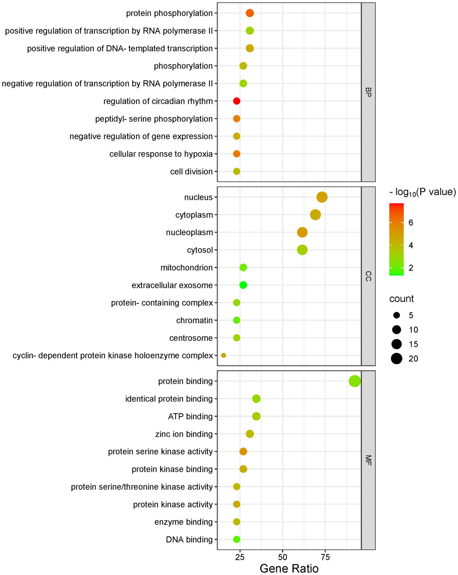 Dot plot visualizing gene ontology enrichment analysis. Each panel represents different categories: Biological Process (BP), Cellular Component (CC), and Molecular Function (MF). Dots indicate gene ratios, colored by p-value significance, ranging from green to red. Dot size represents count.