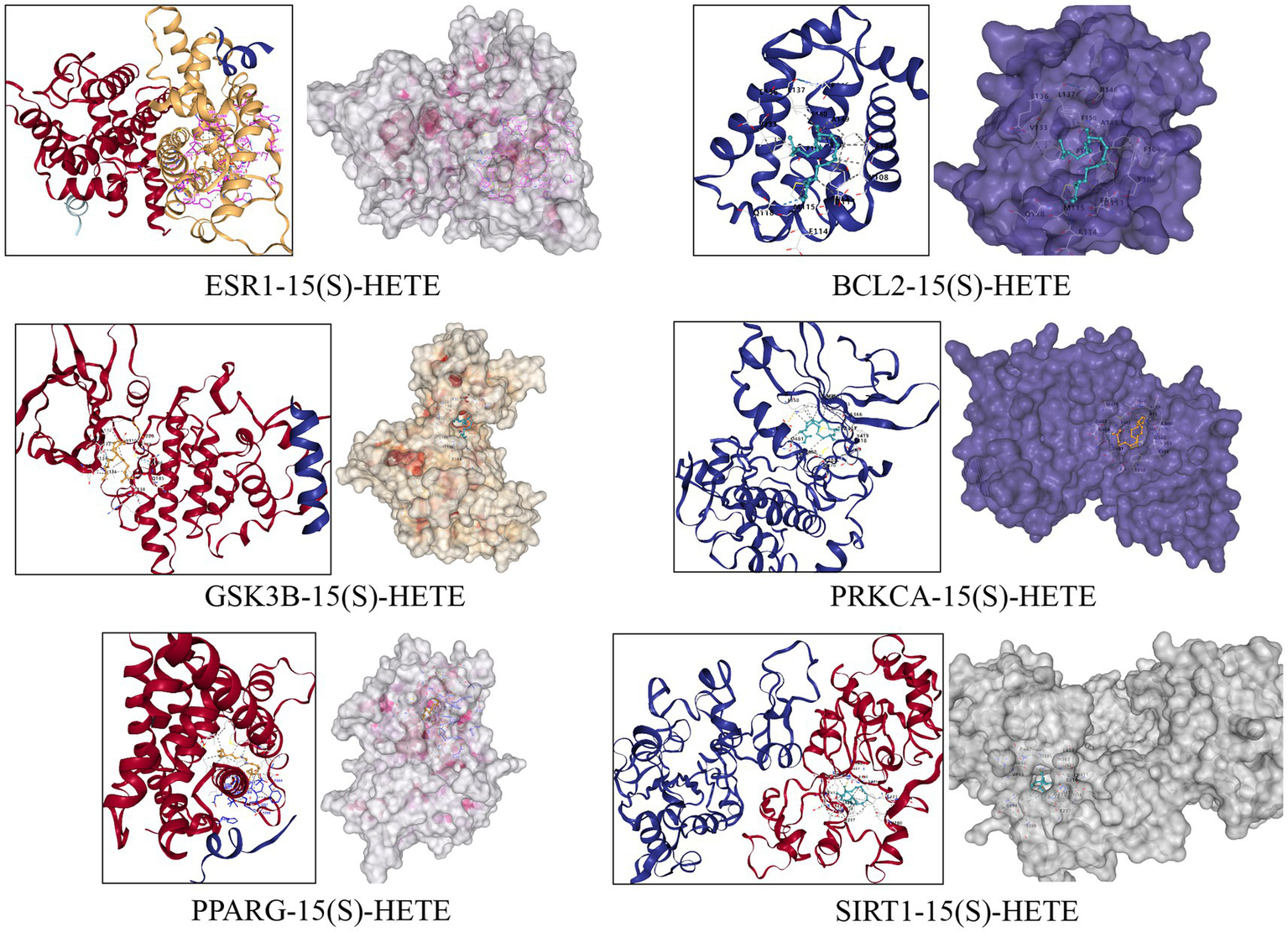Molecular structure visualizations of various protein-15(S)-HETE complexes. Each panel shows two perspectives: one as ribbon structures and another as surface models. Top row: ESR1, BCL2; middle row: GSK3B, PRKCA; bottom row: PPARG, SIRT1. Distinct colors differentiate protein structures and binding sites.