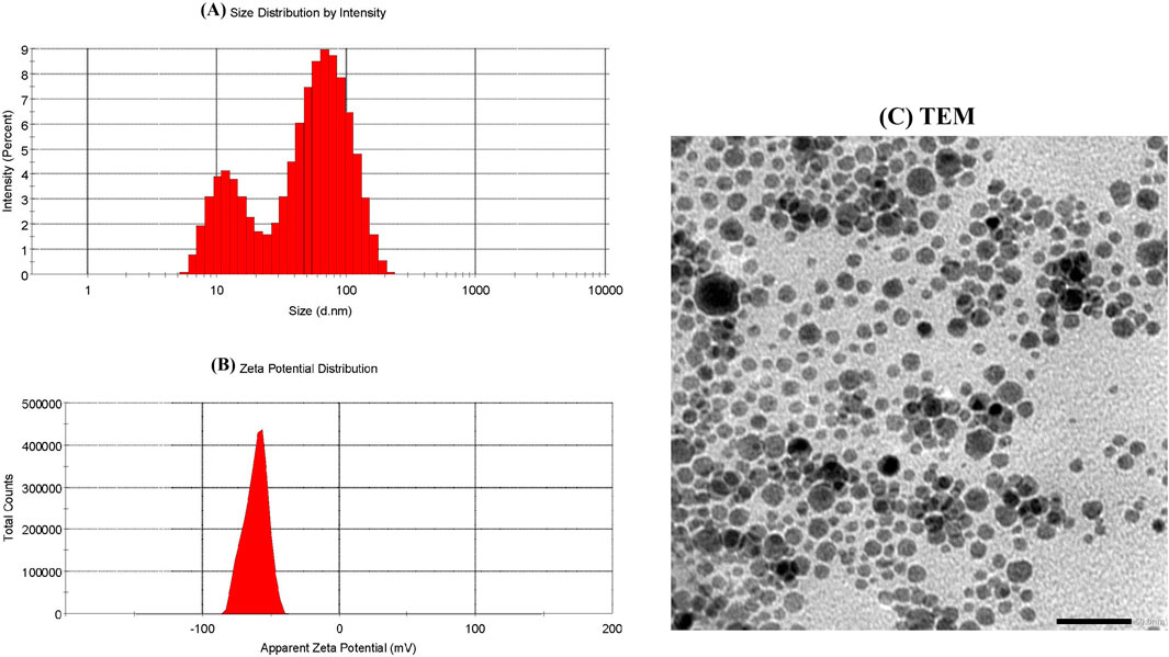 Panel (A) shows a bar graph depicting intensity percentage against particle size in nanometers, indicating two peaks. Panel (B) displays a graph of apparent zeta potential in millivolts, with a sharp peak around -100 mV. Panel (C) is a microscopic image of numerous spherical particles of varying sizes closely packed together.