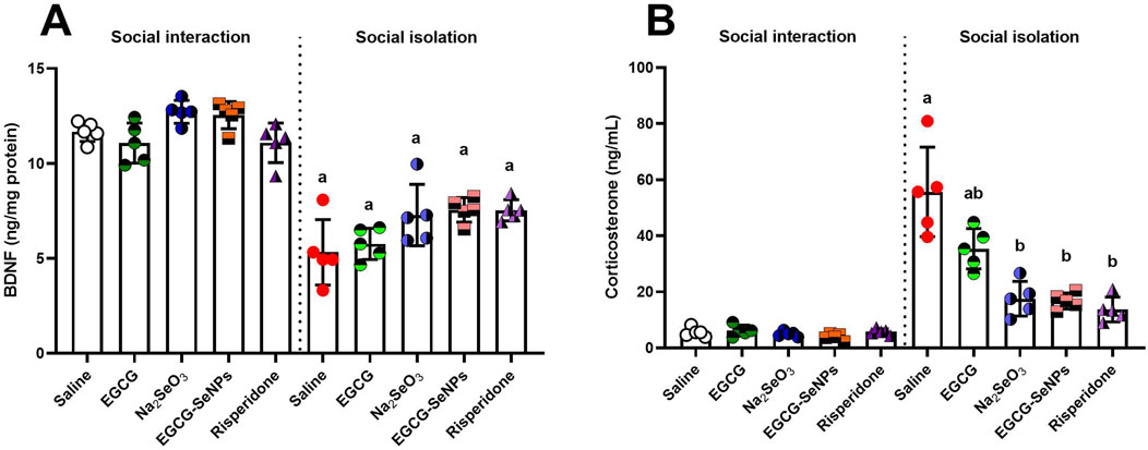 Bar charts showing levels of BDNF and corticosterone under social interaction and isolation. Chart A displays BDNF levels, while chart B shows corticosterone levels. Various treatments include Saline, EGCG, Sodium selenite, EGCG-SeNPs, and Risperidone. Data points are represented with different colored and shaped markers indicating treatment groups and conditions. Significant differences between groups are marked with letters.