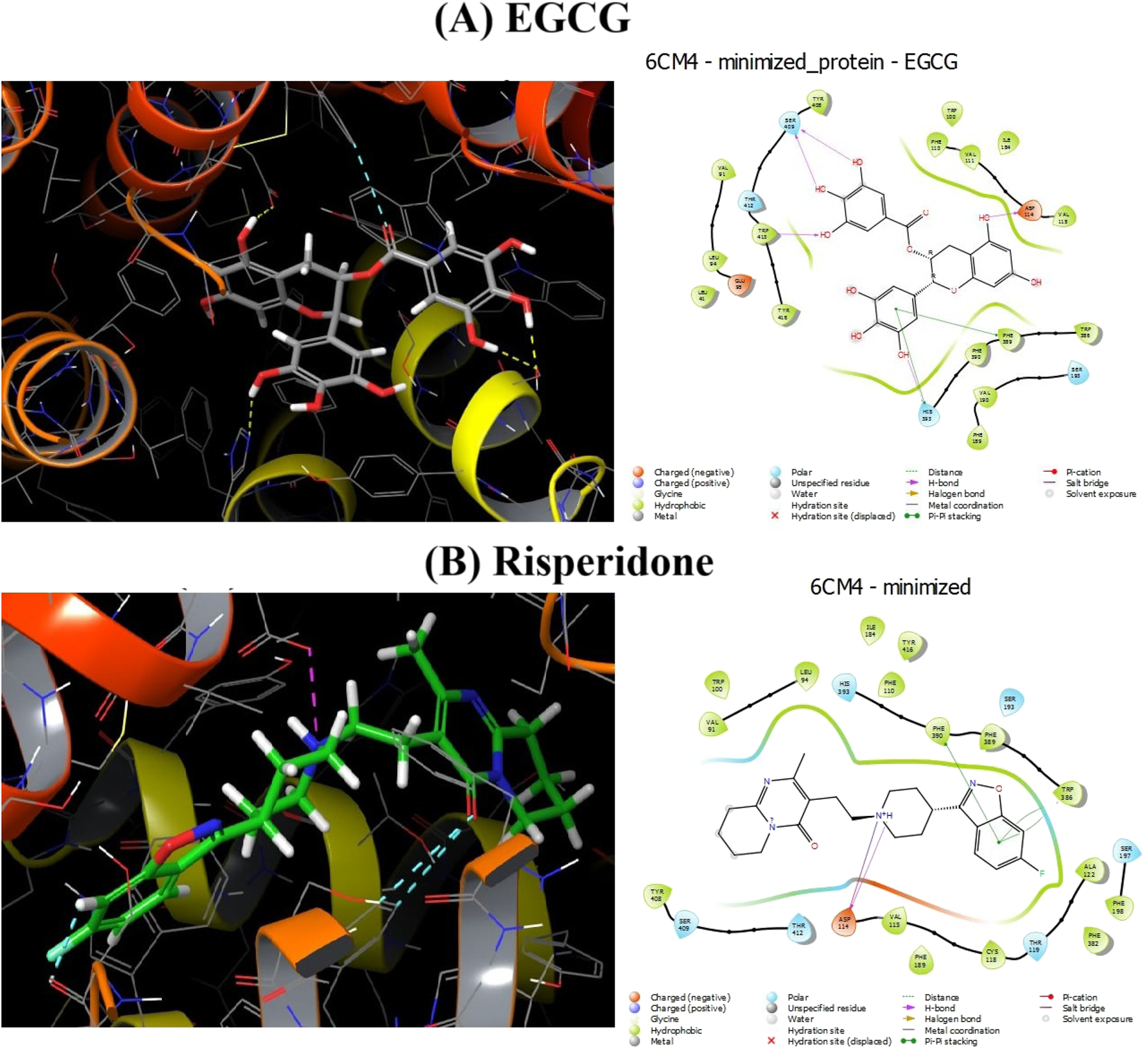 Molecular visualization of protein-ligand interactions in two diagrams: (A) shows minimized protein 6CM4 binding with EGCG, featuring a complex of helices, colored elements, and interaction labels. (B) illustrates minimized protein 6CM4 with another compound, displaying detailed molecular connections and annotations. Both include color-coded keys identifying atom types and interactions.