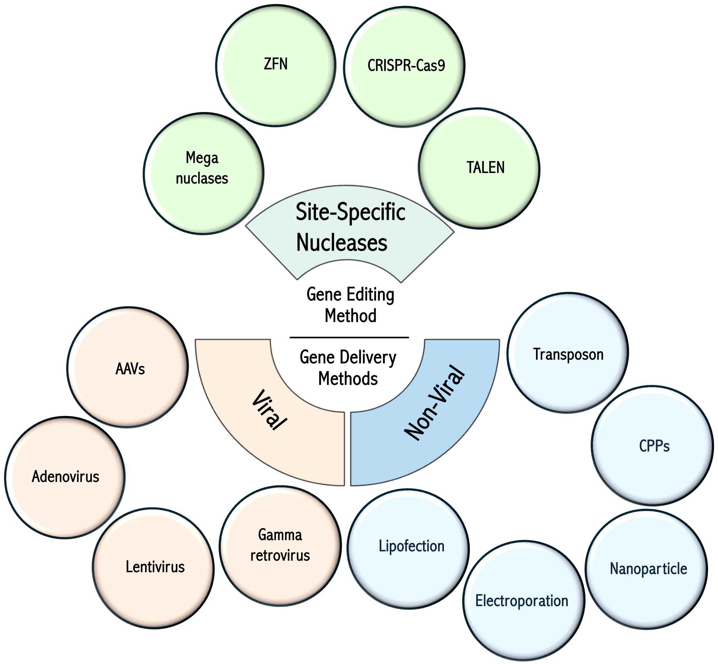 Diagram illustrating gene editing and delivery methods. Site-specific nucleases include ZFN, CRISPR-Cas9, TALEN, and Mega nucleases. Gene delivery methods are divided into viral, including AAVs, Adenovirus, Lentivirus, and Gamma retrovirus, and non-viral, including Lipofection, Electroporation, Nanoparticle, CPPs, and Transposon.