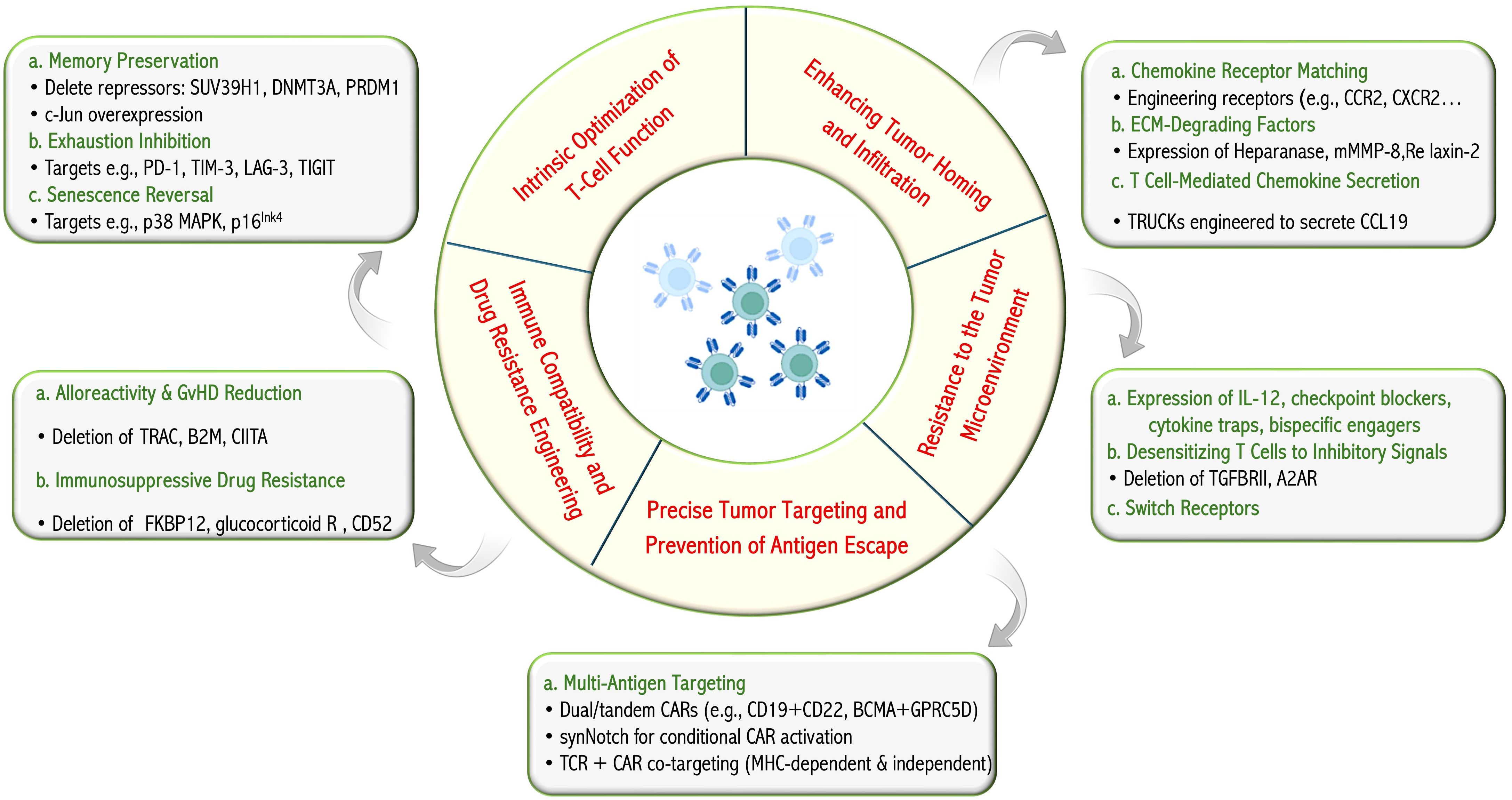 Diagram detailing strategies for precise tumor targeting and prevention of antigen escape. Central themes include intrinsic optimization of T-cell function, tumor homing enhancement, and resistance to the tumor microenvironment. Strategies cover memory preservation, exhaustion inhibition, chemokine receptor matching, multi-antigen targeting, and more, with specific molecular targets and methods listed in green text boxes surrounding the central circle.