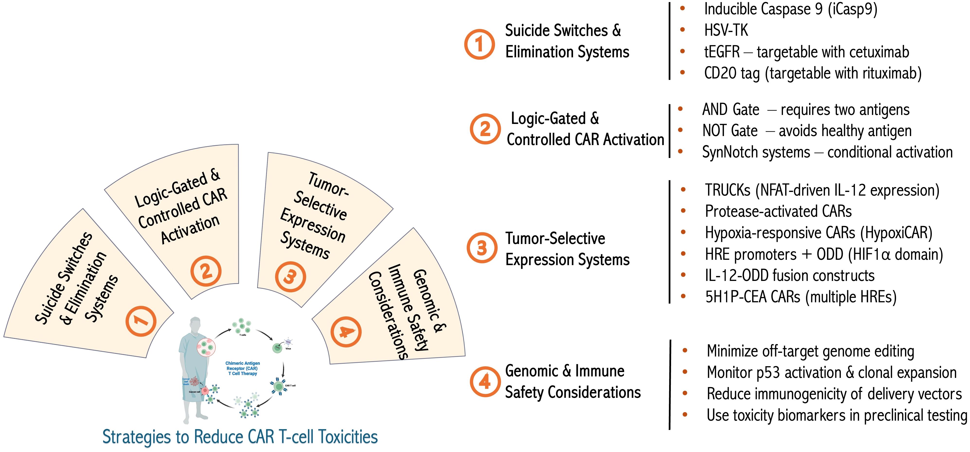 Diagram showing strategies to reduce CAR T-cell toxicities. Four main areas include: 1. Suicide Switches and Elimination Systems, like inducible caspase 9; 2. Logic-Gated and Controlled CAR Activation, using AND and NOT gates; 3. Tumor-Selective Expression Systems, such as hypoxia-responsive CARs; 4. Genomic and Immune Safety Considerations, like minimizing off-target genome editing. Each category includes specific tactics, aiming to enhance the safety and efficacy of CAR T-cell therapies.