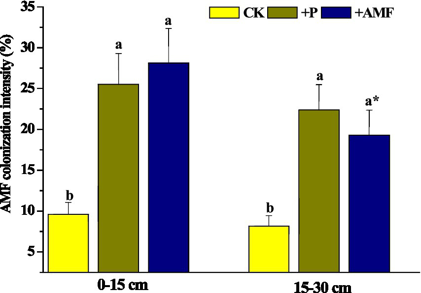 Bar chart showing AMF colonization intensity (%) at soil depths of 0-15 cm and 15-30 cm for treatments CK, +P, and +AMF. For 0-15 cm, +AMF has the highest intensity, followed by +P and CK. For 15-30 cm, +P is highest, followed by +AMF and CK. Different letters indicate statistically significant differences.