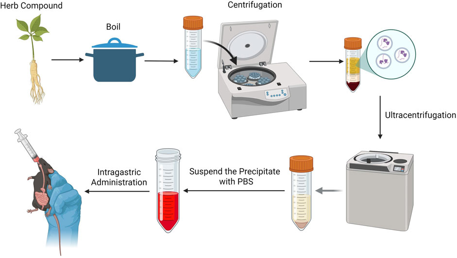 Diagram illustrating the process of deriving a compound from an herb. The herb is boiled, then centrifuged in a test tube. Following ultracentrifugation, the precipitate is suspended with PBS. The final solution is administered intragastrically to a mouse.