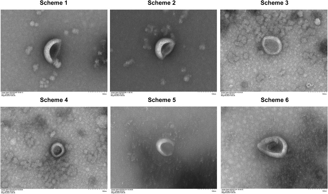 Six microscopic images labeled Scheme 1 to Scheme 6 depict virus particles with varied envelope structures. Each shows different morphologies, including curved and circular forms, against a grayscale background.