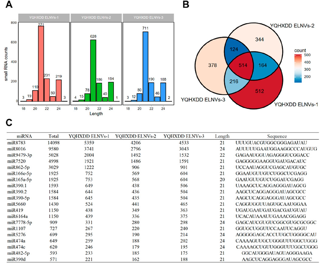 Chart A presents bar graphs of small RNA counts for YQHXDD ELNVs across three categories (ELNVs-1, ELNVs-2, ELNVs-3) with lengths ranging from eighteen to twenty-four. Chart B shows a Venn diagram comparing small RNA counts across the same categories, with color coding indicating count intensity. Chart C is a table listing various miRNAs with their total counts, individual counts in each ELNVs category, lengths, and sequences.
