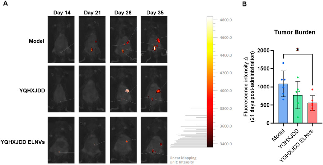 Panel A shows fluorescence imaging of tumor burden over four time points (Day 14, 21, 28, and 35) across three groups: Model, YQHXJDD, and YQHXJDD ELNVs. Intensity varies with color from red (high) to yellow (low). Panel B is a bar graph comparing fluorescence intensity at 21 days post-administration for the same groups, with error bars and a significant difference indicated by an asterisk.