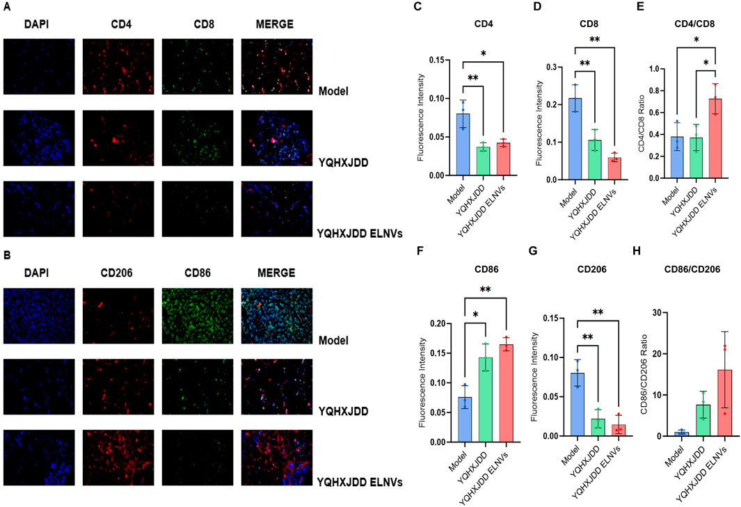 Immunofluorescence images and bar graphs analyzing DAPI, CD4, CD8, CD206, and CD86 staining in three groups: Model, YQHXJDD, and YQHXJDD ELNVs. Panels A and B show images of stained tissues, with merged channels. Charts C to H show fluorescence intensity and ratios. Data markers indicate significant differences between groups, with asterisks denoting significance levels.