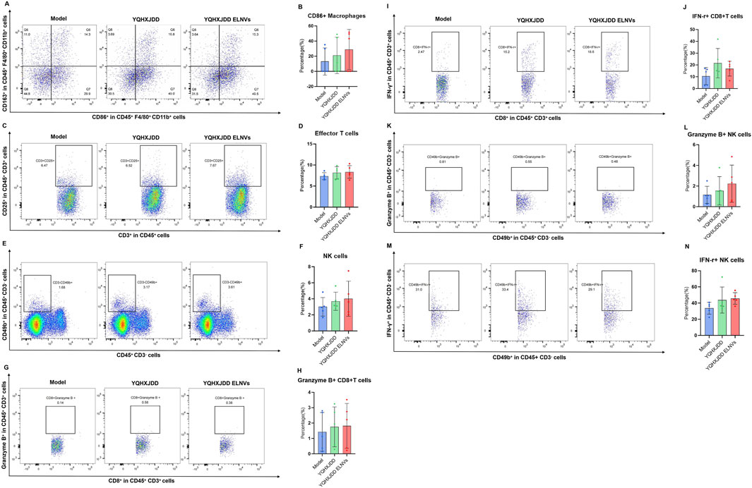 Flow cytometry analysis panels showing scatter plots and bar graphs. Panels A, C, E, G, I, K, M display scatter plots comparing cell markers CD86, CD25, CD49b, Granzyme B, and IFN-γ across different models, YQHXJDD, and YQHXJDD ELNVs. Panels B, D, F, H, J, L, N present bar graphs of percentages for CD86+ macrophages, effector T cells, NK cells, Granzyme B+ CD8+ T cells, IFN-γ+ CD8+ T cells, Granzyme B+ NK cells, and IFN-γ+ NK cells. Each model is labeled, and statistical variations are noted using error bars and significance markers.