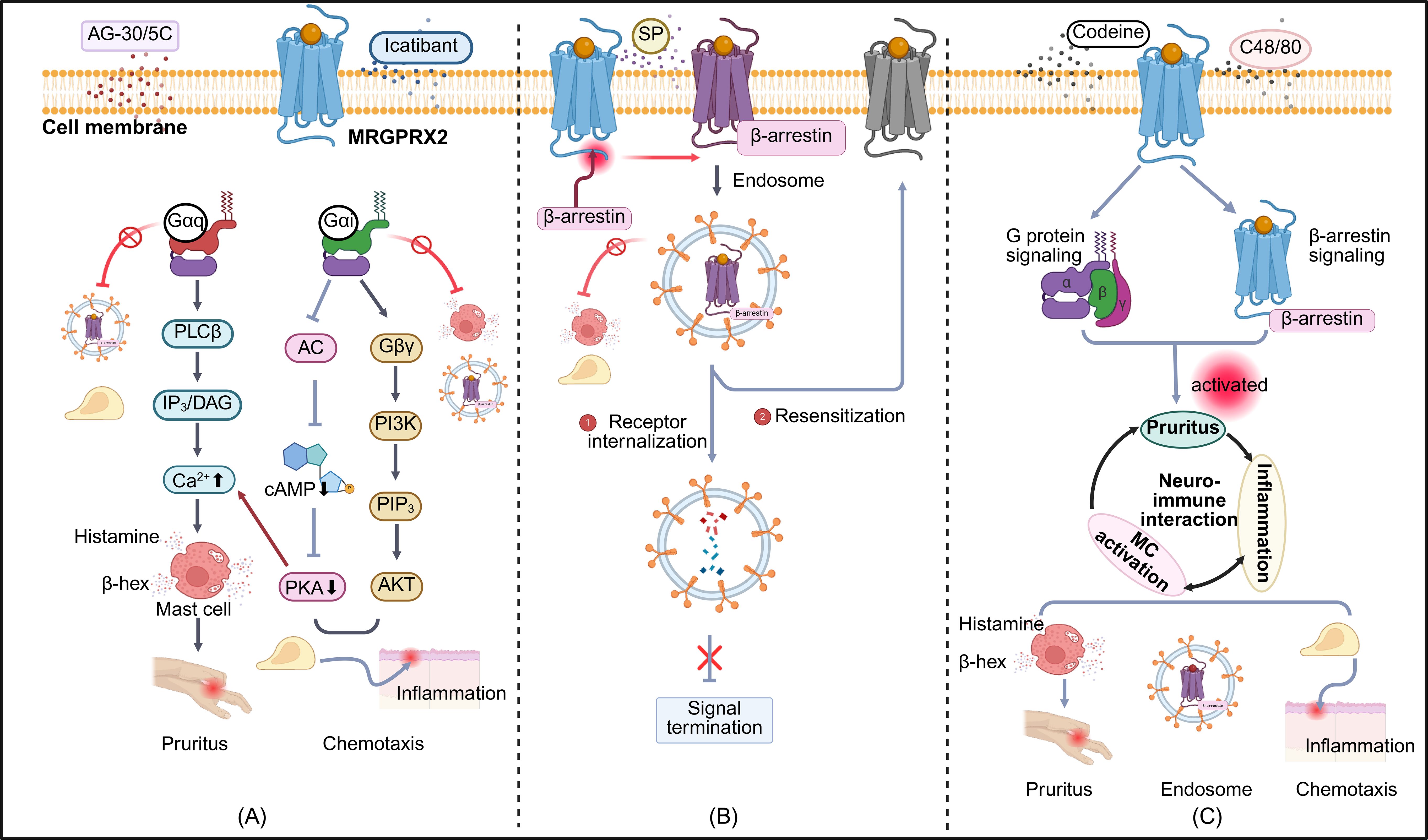 Scientific illustration showing biased MRGPRX2 signaling in mast cells. Panel (A) displaysG protein–biased agonists (AG-30/5C and Icatibant) activating Gαq-PLCβ and Gαi-PI3K-AKT pathways, leading to Ca2˖ influx, degranulation, and histamine release that drive inflammation and itch. Panel (B) depicts β-arrestin–biased agonists (Substance P) promoting receptor internalization and resensitization. Panel (C) shows balanced agonists(Codeine and C48/80) activating both pathways, sustaining neuro-immune interaction pruritic inflammation, and mast cell migration.