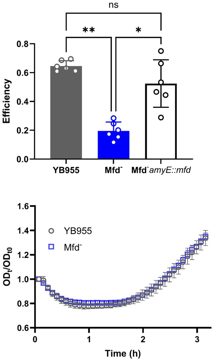 A two-part scientific chart. The top displays a bar graph comparing efficiency among YB955, Mfd⁻, and Mfd⁻ amyE::mfd strains. YB955 has the highest efficiency. Significance is indicated with asterisks. The bottom shows a line graph of OD ratios over time for YB955 and Mfd⁻, both decreasing below one, then increasing by three hours.