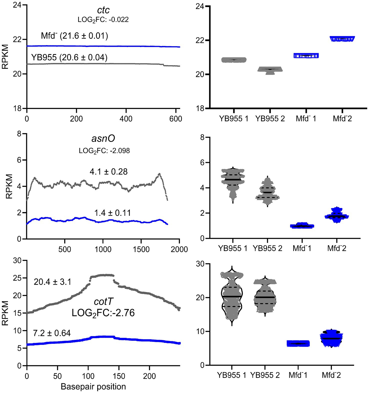 Six-panel graphic showing gene expression data for ctc, asnO, and cotT in RPKM. Each gene is represented by a line graph and a corresponding box plot. The line graphs display expression levels over basepair positions, comparing Mfd⁻ (blue line) and YB955 (gray line). The box plots show expression variability across samples. ctc shows minimal LOG₂FC, asnO and cotT show significant reductions in Mfd⁻ compared to YB955.