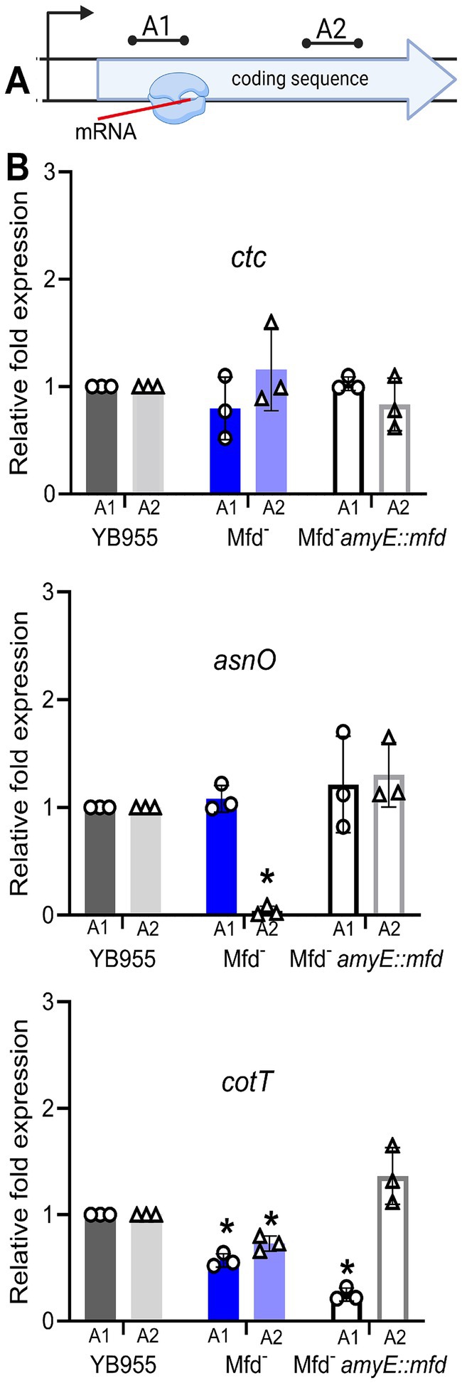 Diagram and bar graphs depicting gene expression data. Part A illustrates mRNA with annotated regions A1 and A2 in a coding sequence. Part B displays three bar graphs for genes ctc, asnO, and cotT, showing relative fold expression across different conditions: YB955, Mfd⁻, and Mfd⁻ amyE::mfd. Each condition is divided into regions A1 and A2, with some significant differences marked by asterisks. Error bars indicate variation in the data.