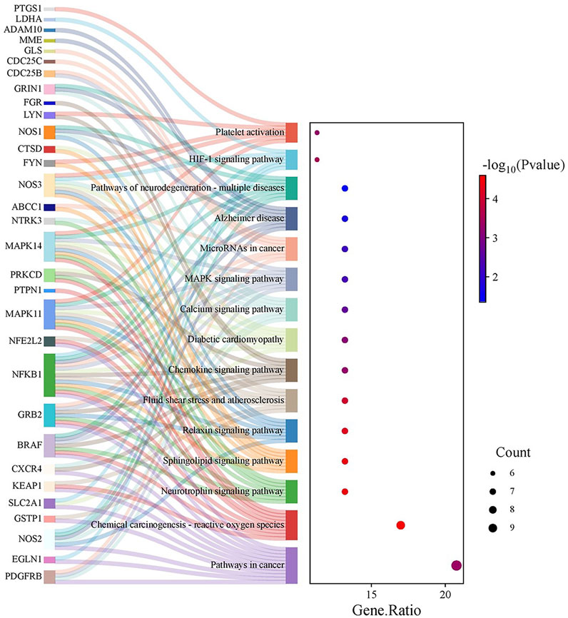 Sankey diagram linking genes to biological pathways with color-coded lines representing interactions. A bubble plot on the right shows gene ratio versus -log10 P-value, color-coded from blue to red indicating statistical significance, and bubble size indicating count.
