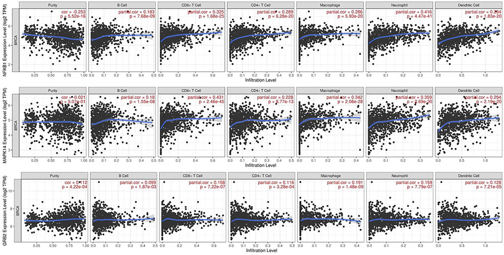 Scatter plots show the correlation between infiltration levels of various immune cells and expression levels of NFKB1, MAP2K4, and GRB2 genes in BRCA. Each plot includes a blue trend line, correlation coefficient, and p-value for purity, B cells, CD8+ T cells, CD4+ T cells, macrophages, neutrophils, and dendritic cells.