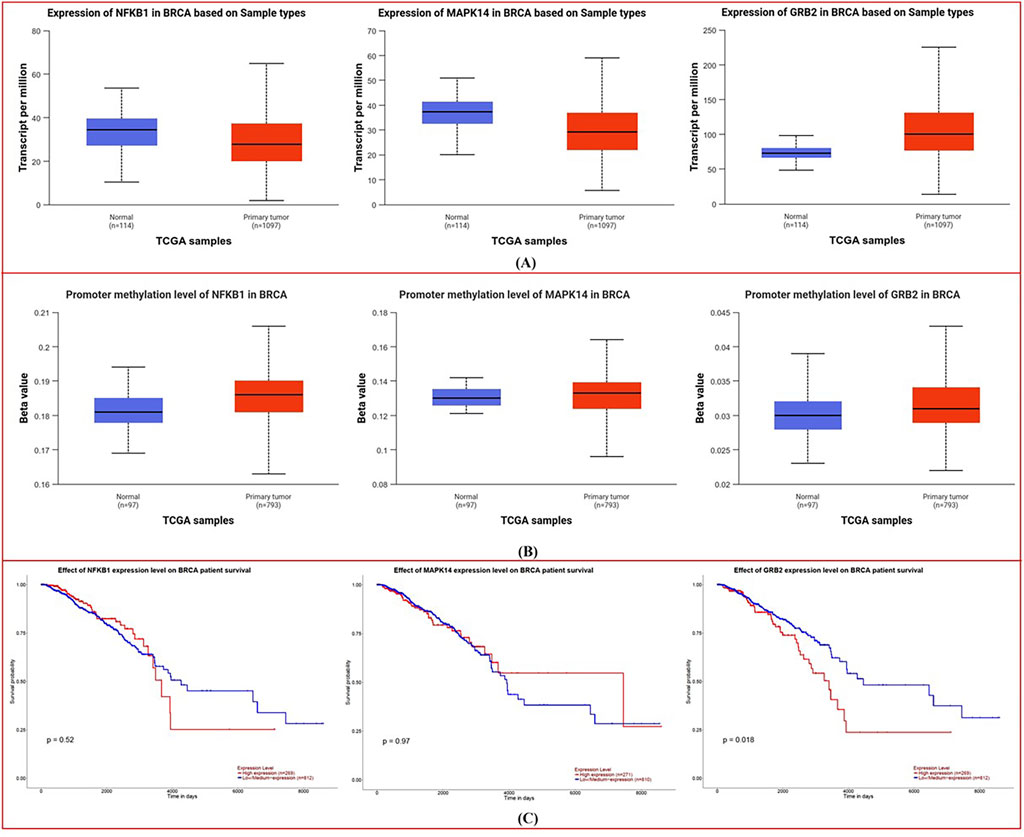 (A) Three box plots show the expression levels of NFKB1, MAPK14, and GRB2 in normal and primary tumor BRCA samples, with higher expression in tumors. (B) Three box plots compare promoter methylation levels of NFKB1, MAPK14, and GRB2 in normal and primary tumor BRCA samples, indicating higher methylation in tumors. (C) Three Kaplan-Meier plots illustrate the effect of NFKB1, MAPK14, and GRB2 expression on BRCA patient survival, showing varying significance, with GRB2 having a significant p-value of 0.018.