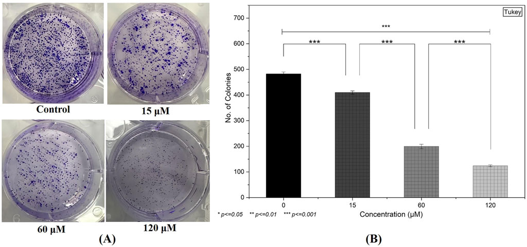 Petri dishes in panel A show decreasing colony formation with increasing concentrations of a substance, from control to 120 micromolar. Panel B is a bar chart depicting the number of colonies versus concentration, showing a significant decrease in colonies with higher concentrations, with statistical significance indicated by asterisks.
