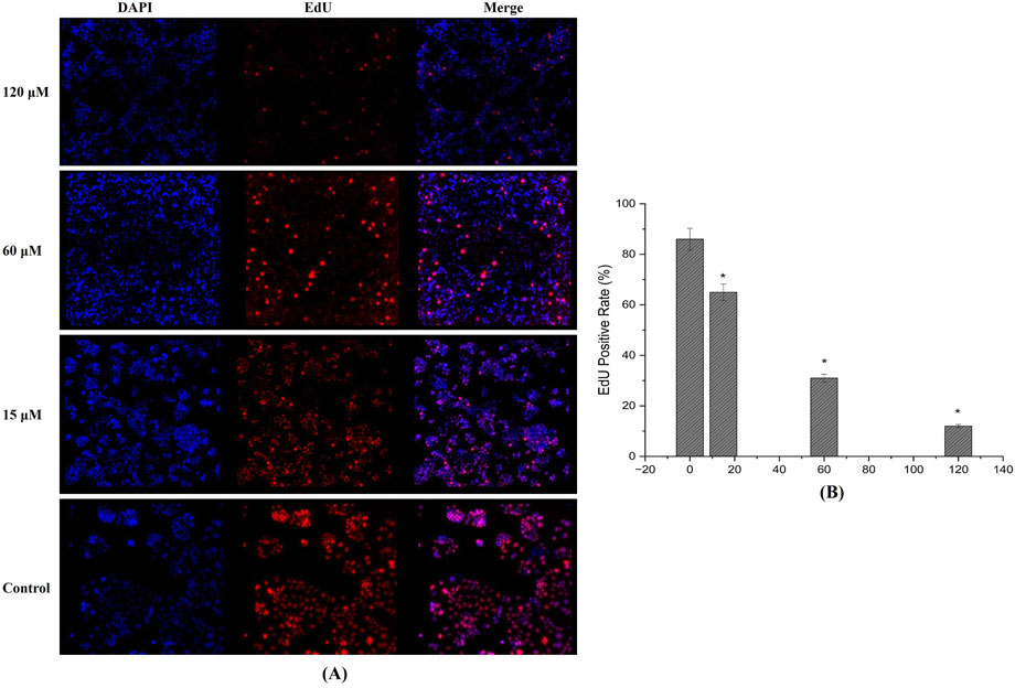 Fluorescent microscopy images and graph analyzing EdU incorporation in cells at different concentrations: 120, 60, and 15 micromolars, plus a control group. DAPI staining appears in blue, EdU in red, with merged images displaying colocalization. The graph shows EdU positive rates decreasing with increasing concentrations, indicated by bars and error lines, with statistical significance marked by asterisks.