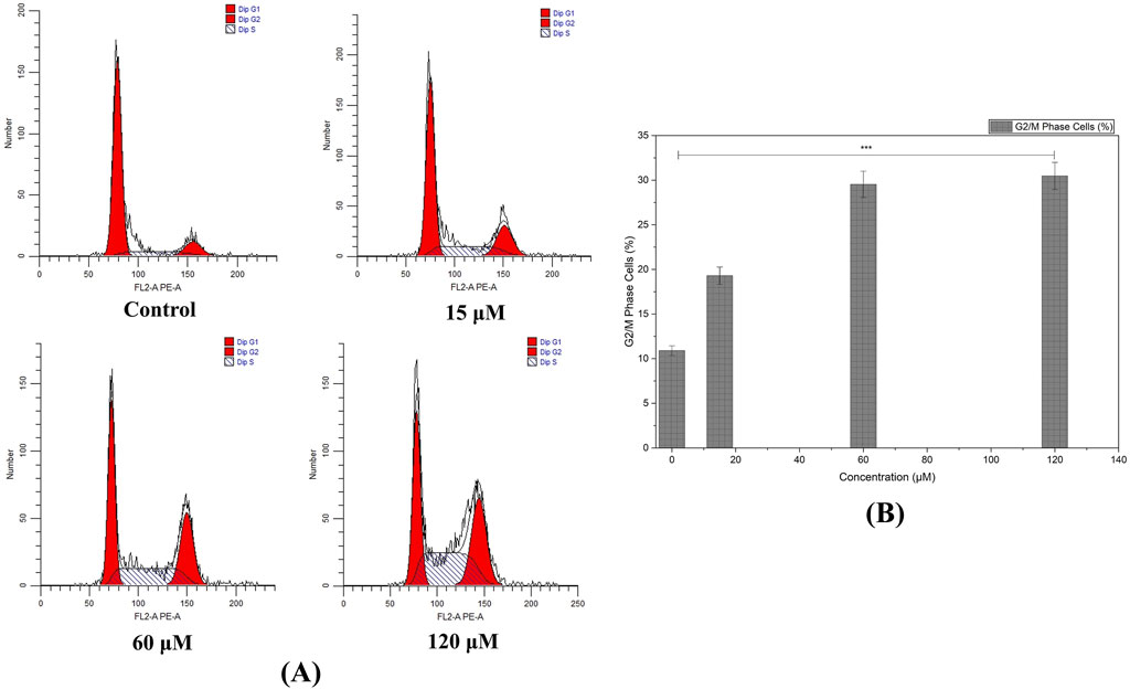 Flow cytometry graphs and a bar chart depict the effects of varying concentrations (control, 15 µM, 60 µM, 120 µM) on cell cycle phases. The graphs show distribution in G1, G2, and S phases. The accompanying bar chart indicates the percentage of cells in the G2/M phase across different concentrations, showing an increase in G2/M phase cells with higher concentrations.