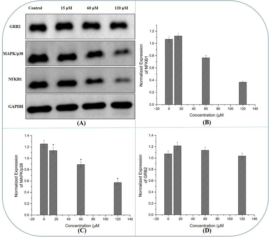 (A) Western blot images for GRB2, MAPK/p38, NFKB1, and GAPDH across different concentrations of a treatment. (B) Bar graph showing normalized expression of NFKB1 decreasing with increased concentration. (C) Bar graph for MAPK/p38 showing a decrease in expression with higher concentrations, with statistical significance indicated. (D) Bar graph for GRB2 with stable expression across all concentrations.
