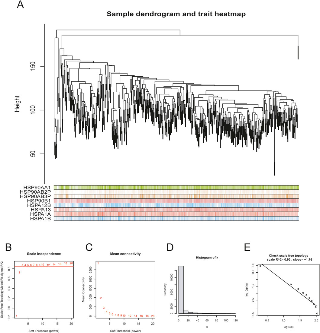 Cluster dendrogram with a heatmap below shows hierarchical clustering of samples. Charts labeled B to E display scale independence, mean connectivity, a histogram of k-values, and a scatter plot for checking scale-free topology, respectively.