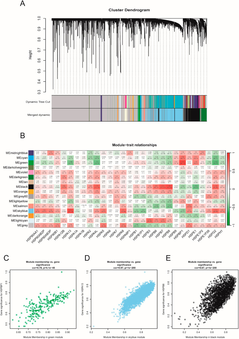 A diagram composed of five parts labeled A to E. A: Cluster dendrogram with color-coded dynamic tree cuts and merged dynamics below. B: Module–trait relationships heatmap, with color-coded modules along the y-axis and traits on the x-axis, showing values with a range from -1 to 1. C, D, and E: Scatter plots of module membership versus gene significance for green, skyblue, and black modules, respectively, showing positive correlations with correlation coefficients and significance levels provided.