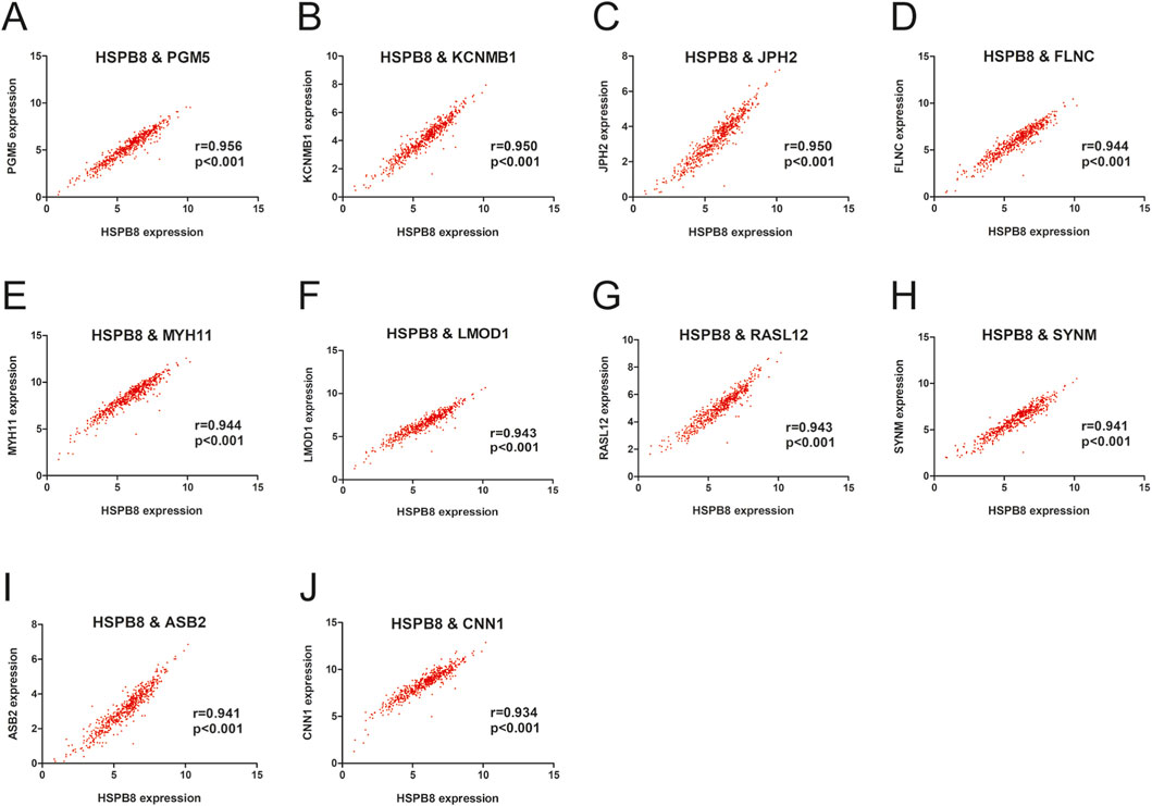 Scatter plots A to J show correlations between HSPB8 expression and various genes: PGM5, KCNMB1, JPH2, FLNC, MYH11, LMOD1, RASL12, SYNM, ASB2, and CNN1. Each plot shows a positive correlation with HSPB8, indicating significant p-values below 0.001 and correlation coefficients ranging from 0.934 to 0.956. Each plot has HSPB8 expression on the x-axis and the respective gene expression on the y-axis.