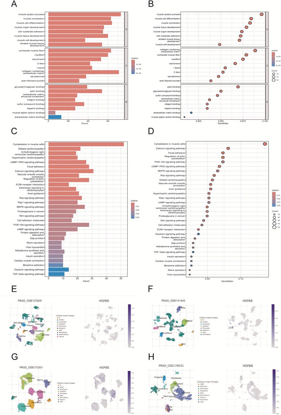 Panel A and C show bar plots of biological processes and pathways with their corresponding counts and color-coded q-values. Panel B and D display dot plots for the same data, showing gene ratios on the x-axis with dot size representing count and color indicating q-values. Panels E to H depict cell-type clustering maps from datasets PRAD_GSE137829, PRAD_GSE141445, PRAD_GSE172301, and PRAD_GSE176031, respectively, with colored clusters representing different cell types and expression levels of HSPB8.