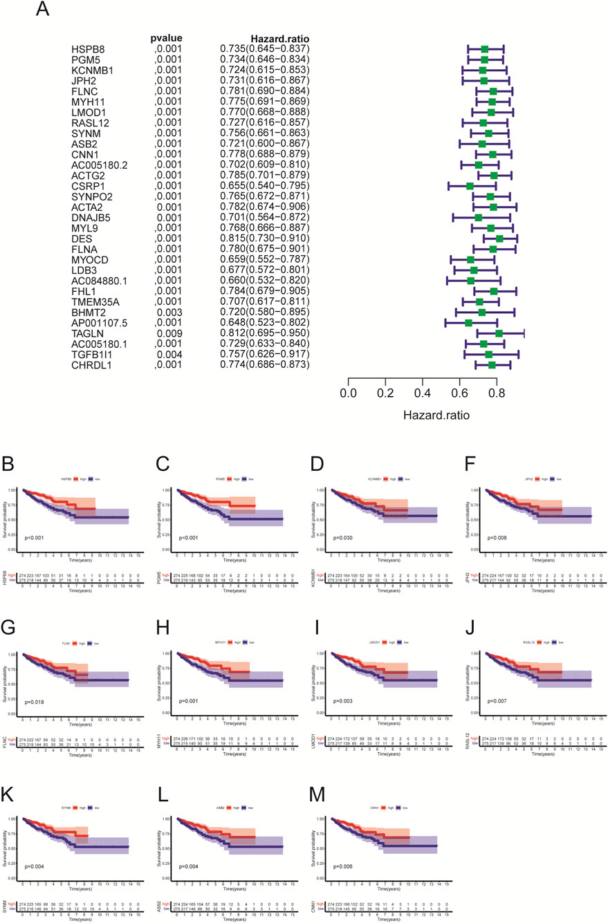 A table and forest plot show hazard ratios and p-values for various genes, indicating their impact. Kaplan-Meier survival curves labeled B to M compare high and low expression groups over time, displaying significant differences at specific p-values.