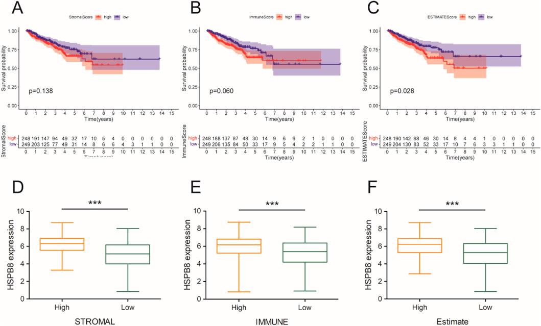 Graphs A, B, and C are Kaplan-Meier survival plots showing survival probability over 15 years for high and low score groups of StromalScore, ImmuneScore, and ESTIMATEScore, respectively. P-values are 0.138, 0.060, and 0.028. Graphs D, E, and F are box plots comparing HSPB8 expression in high and low groups for Stromal, Immune, and Estimate categories, respectively, showing significant differences with three asterisks.