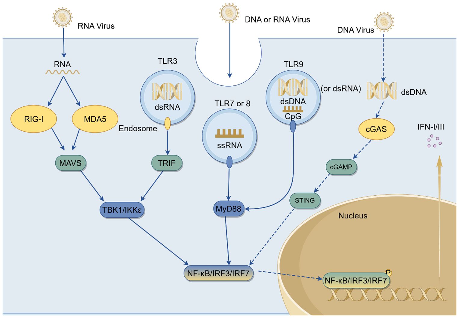 Diagram illustrating viral recognition pathways in cells. RNA viruses activate RIG-I and MDA5, leading to MAVS and TBK1/IKKε activation. DNA or RNA viruses engage TLR3, TLR7/8, and TLR9 via RNA and DNA, initiating TRIF and MyD88 pathways. DNA viruses trigger cGAS, producing cGAMP, activating STING. These pathways lead to NF-κB, IRF3, IRF7 activation in the nucleus, inducing IFN-I/III production. Gold arrows indicate signal direction and cellular localization is shown.